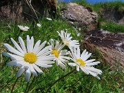 22 Leucanthemum (Margherita)
